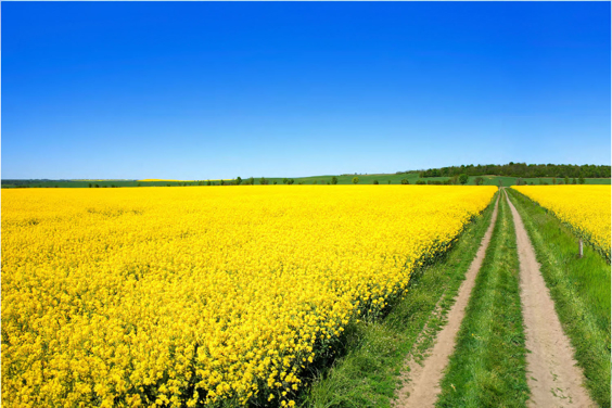 A path leads through flower fields, blue skies above.