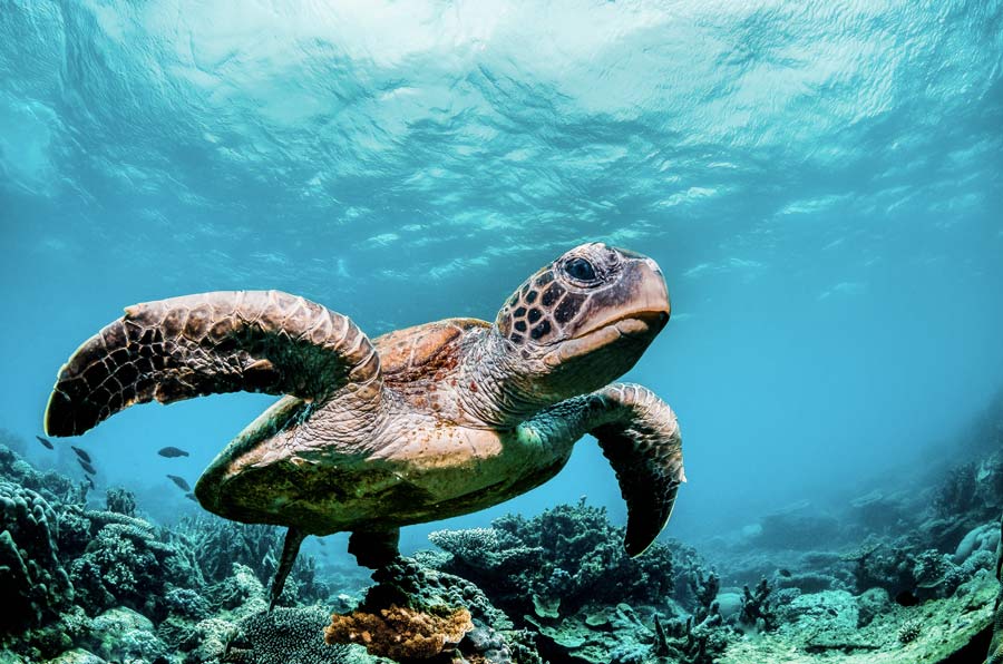 Turtle swimming through the deep blue sea.