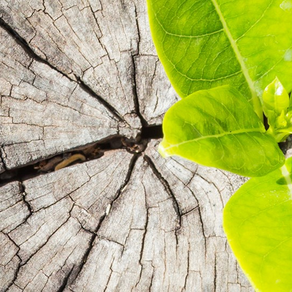 Tree trunk with a new shoot